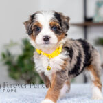 Brooklyn | Blue Merle & Tan Bernedoodle for sale