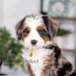 Brooklyn | Blue Merle & Tan Bernedoodle for sale