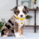 Brooklyn | Blue Merle & Tan Bernedoodle for sale