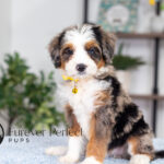 Brooklyn | Blue Merle & Tan Bernedoodle for sale