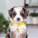 Brooklyn | Blue Merle & Tan Bernedoodle for sale