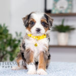Brooklyn | Blue Merle & Tan Bernedoodle for sale