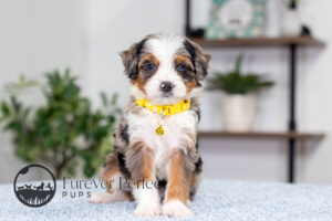 Brooklyn Female Bernedoodle