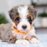 Bunny | Blue Merle & Tan Bernedoodle for sale
