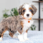 Bunny | Blue Merle & Tan Bernedoodle for sale