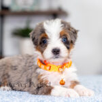 Bunny | Blue Merle & Tan Bernedoodle for sale