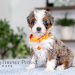 Bunny | Blue Merle & Tan Bernedoodle for sale