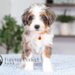Bunny | Blue Merle & Tan Bernedoodle for sale
