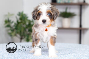 Bunny Female Bernedoodle