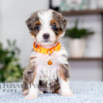 Bunny | Blue Merle & Tan Bernedoodle for sale
