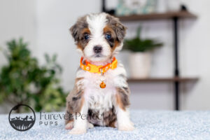 Bunny Female Bernedoodle
