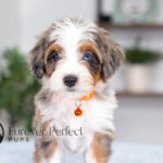 Bunny | Blue Merle & Tan Bernedoodle for sale