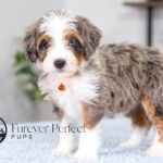 Bunny | Blue Merle & Tan Bernedoodle for sale