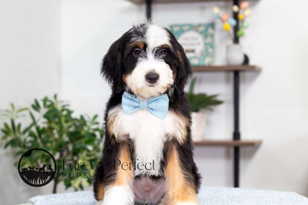 Carmelo Bernedoodle Puppy (1)