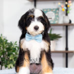 Carmelo | Tri Bernedoodle for sale