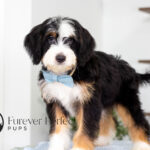 Carmelo | Tri Bernedoodle for sale