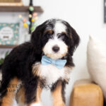 Carmelo | Tri Bernedoodle for sale