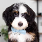 Carmelo | Tri Bernedoodle for sale