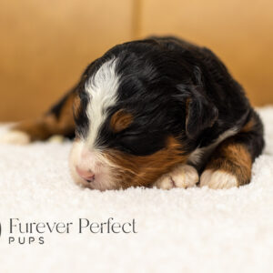 Bernedoodle Puppy sleeping on a couch