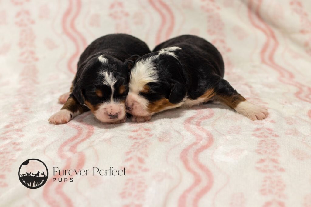 Female Puppy