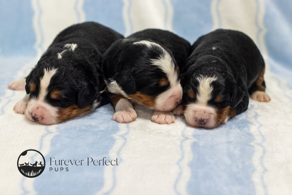 Male Puppy