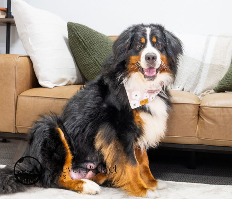 Lacey Female Bernese Mountain Dog