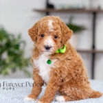 Lacie | Ruby Poodle for sale