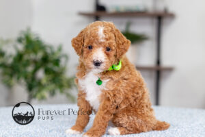 Lacie photo 4