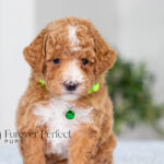 Lacie | Ruby Poodle for sale