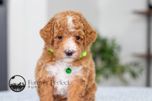 Lacie photo 3