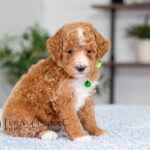 Lacie | Ruby Poodle for sale