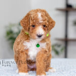 Lacie | Ruby Poodle for sale