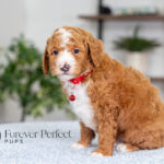 Lance | Ruby Poodle for sale