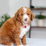 Lance | Ruby Poodle for sale