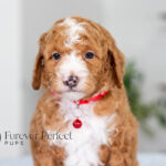 Lance | Ruby Poodle for sale