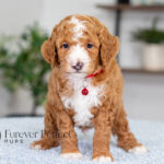 Lance | Ruby Poodle for sale