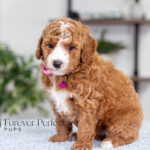 Lanie | Ruby Poodle for sale