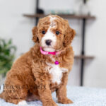 Lanie | Ruby Poodle for sale