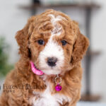 Lanie | Ruby Poodle for sale