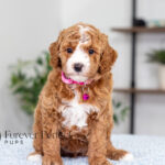 Lanie | Ruby Poodle for sale