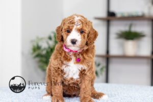 Lanie Female Poodle