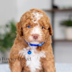Lenny | Ruby Poodle for sale