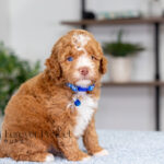 Lenny | Ruby Poodle for sale