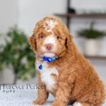 Lenny | Ruby Poodle for sale