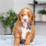 Lenny | Ruby Poodle for sale