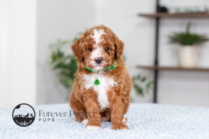 Leo Male Poodle