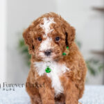 Leo | Ruby Poodle for sale