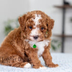 Leo | Ruby Poodle for sale