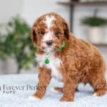 Leo | Ruby Poodle for sale
