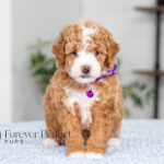 Lisa | Ruby Poodle for sale